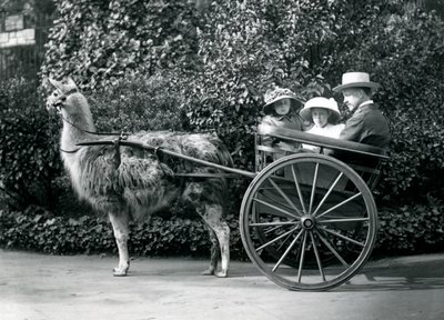 Three Visitors, Including Two Young Girls, Riding in a Cart Pulled by a Llama, London Zoo, c.1912 by Frederick William Bond